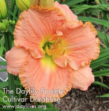 Daylily Queen Aahotep